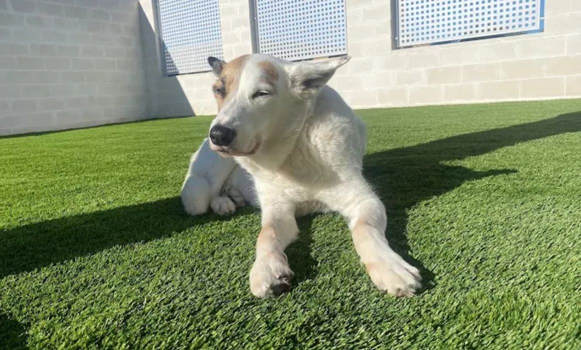 mascota al sol sobre su cesped artificial instalado por Matigreen en chalet de cadiz